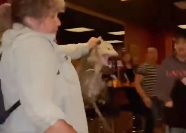 An Alaska woman holds a possum by the back of its neck as terrified New Yorkers in a bar look on.