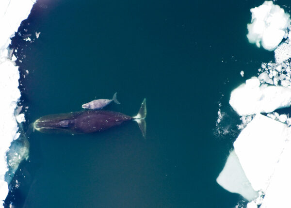 a whale and a baby whale swim near ice