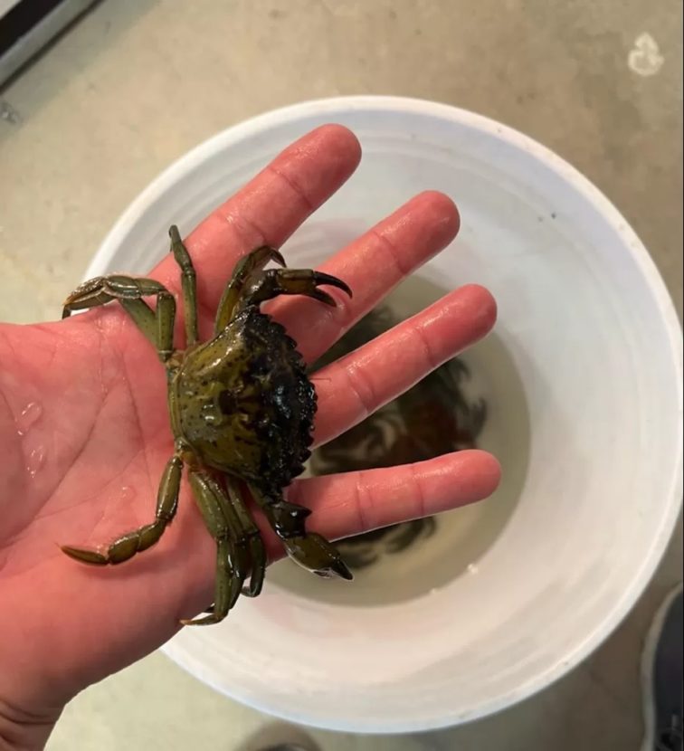 A hand holds a green crab