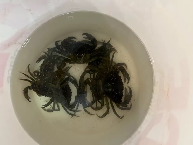 A bucket of green crabs