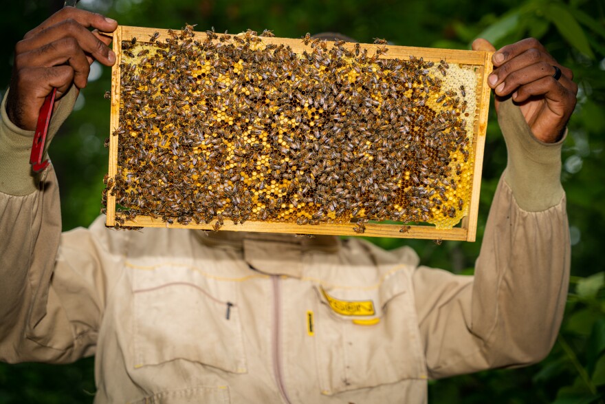 A person holds up honeycomb full of bees