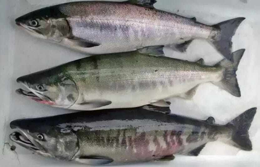 Three caught chum salmon