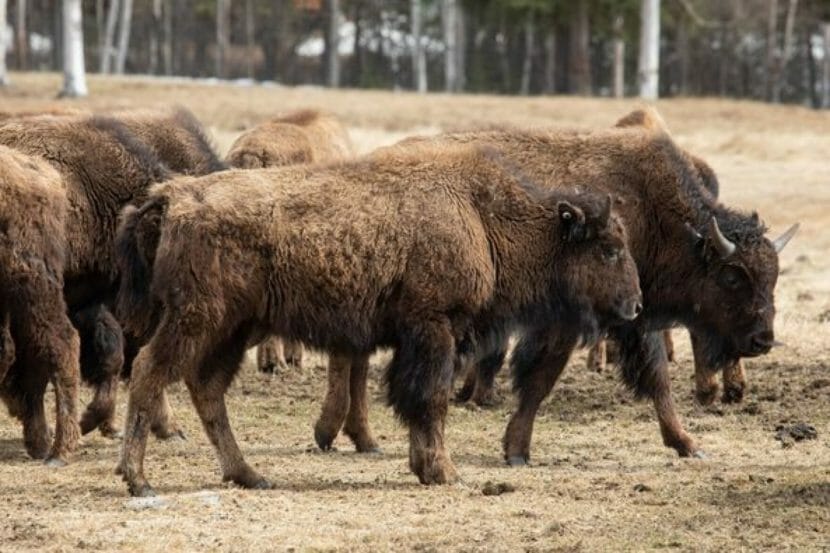 Exterior: a herd of wood bison.