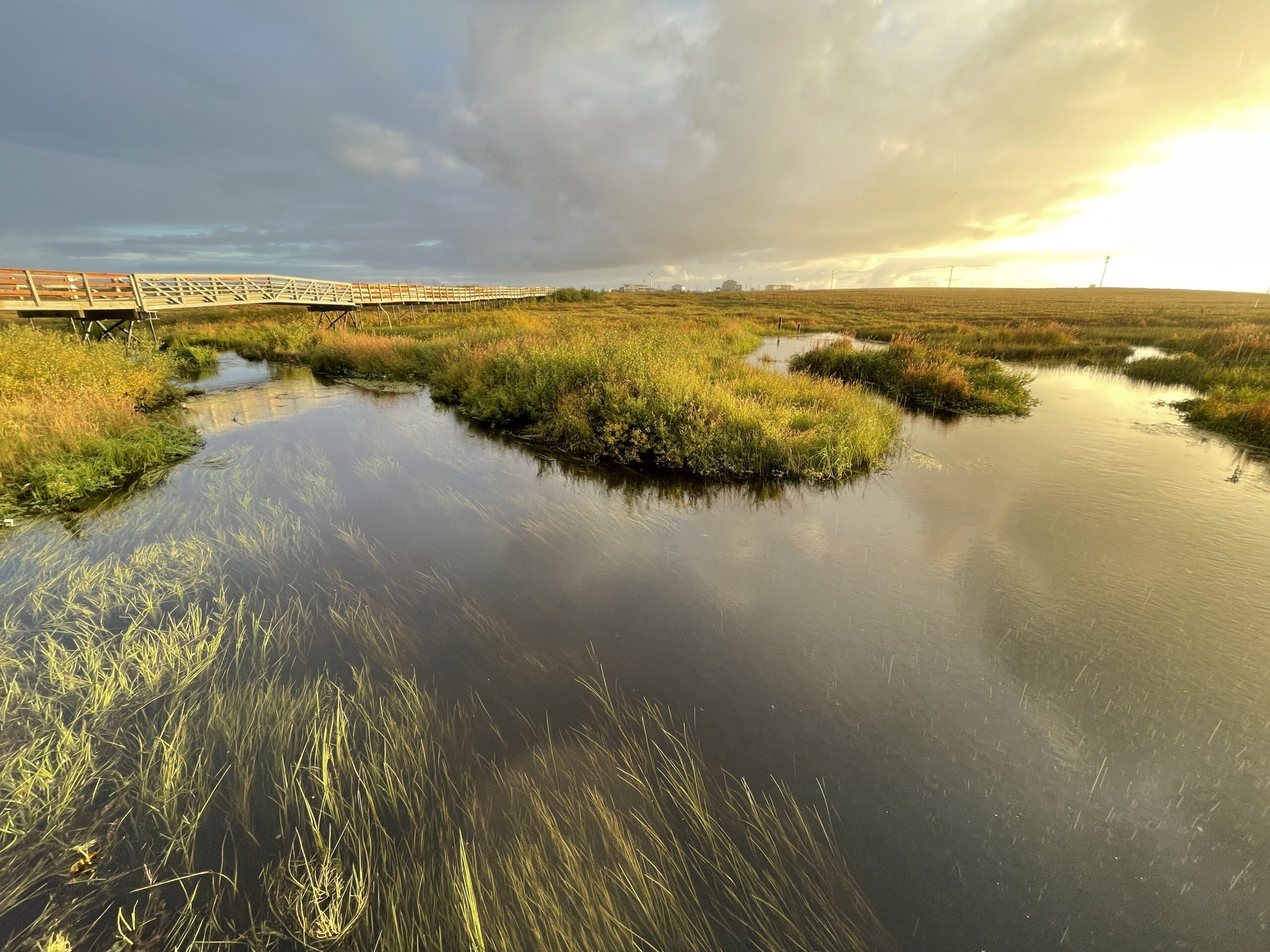 underwater grasses in a tundra pond, with a boardwalk