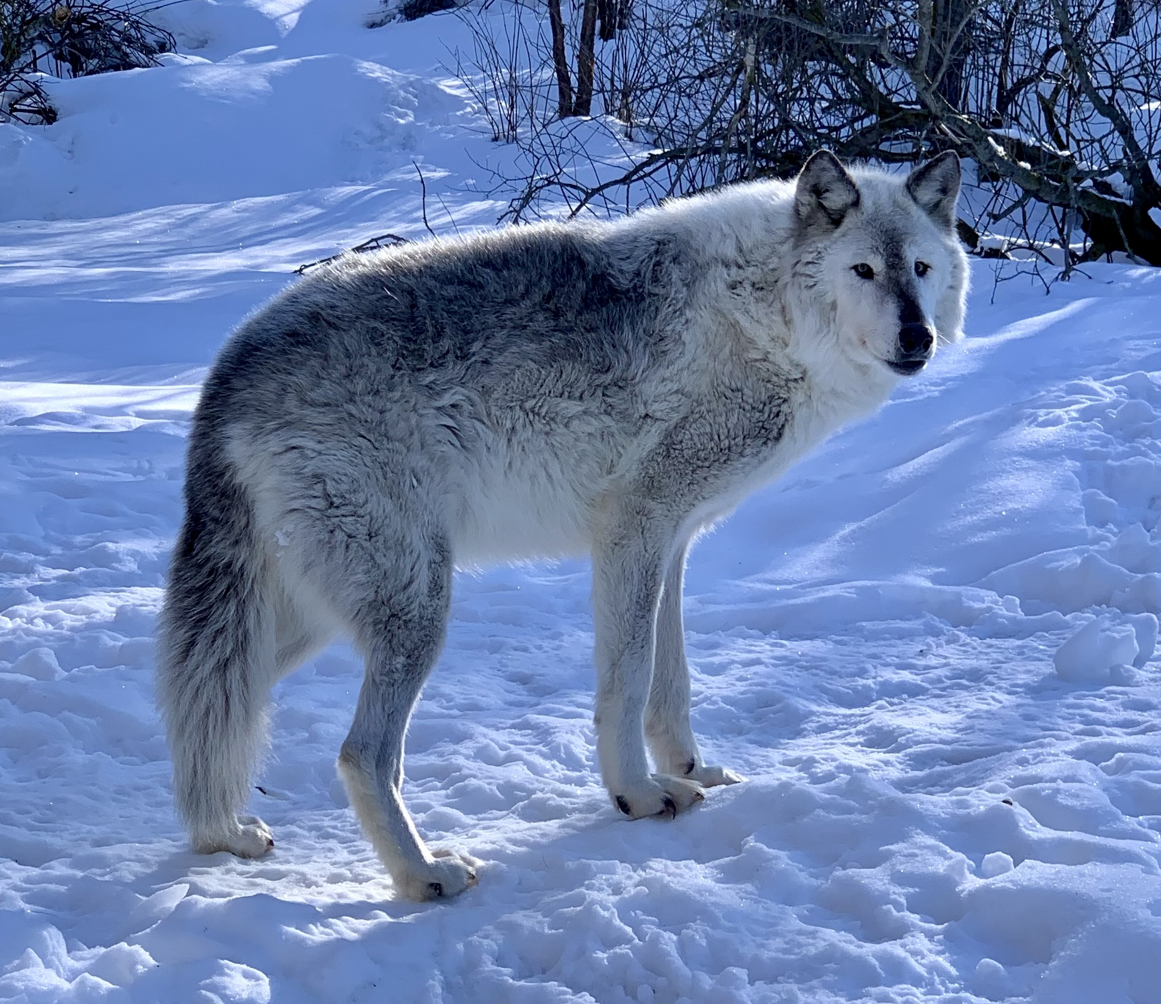 A gray-white wolf looks toward the camera from a snowy background.