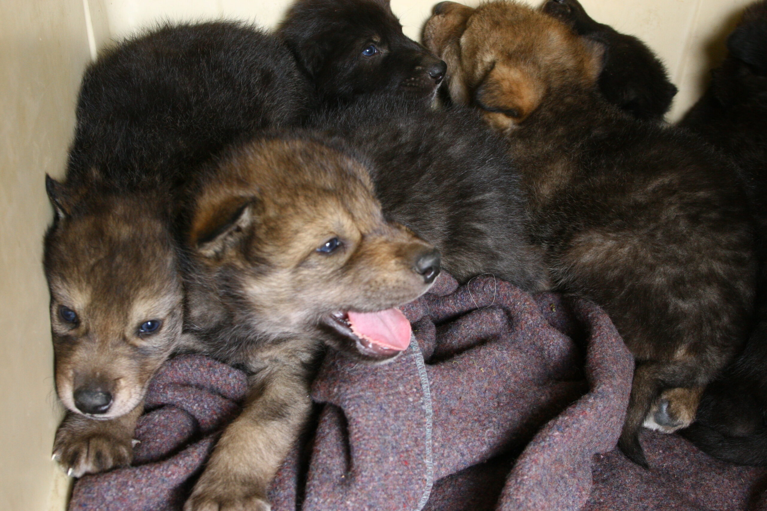 Wolf pups on a towel or blanket.