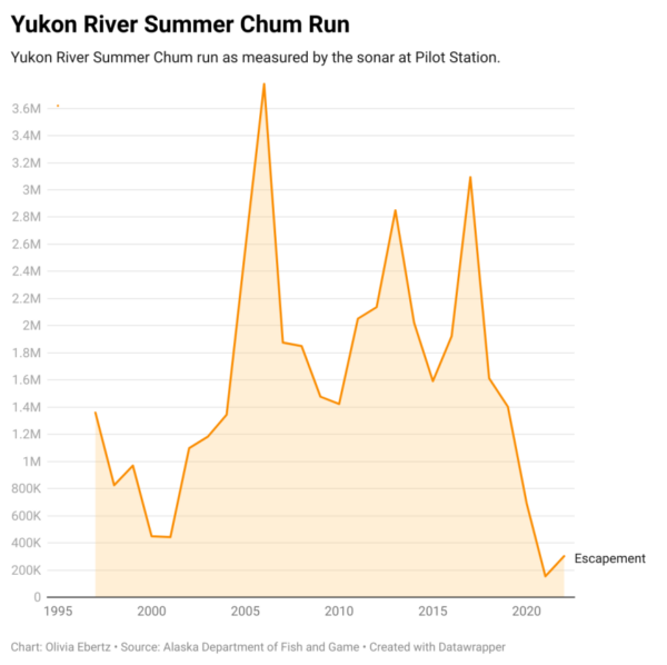 a graph shows how the summer chum run has sunk significantly in recent years