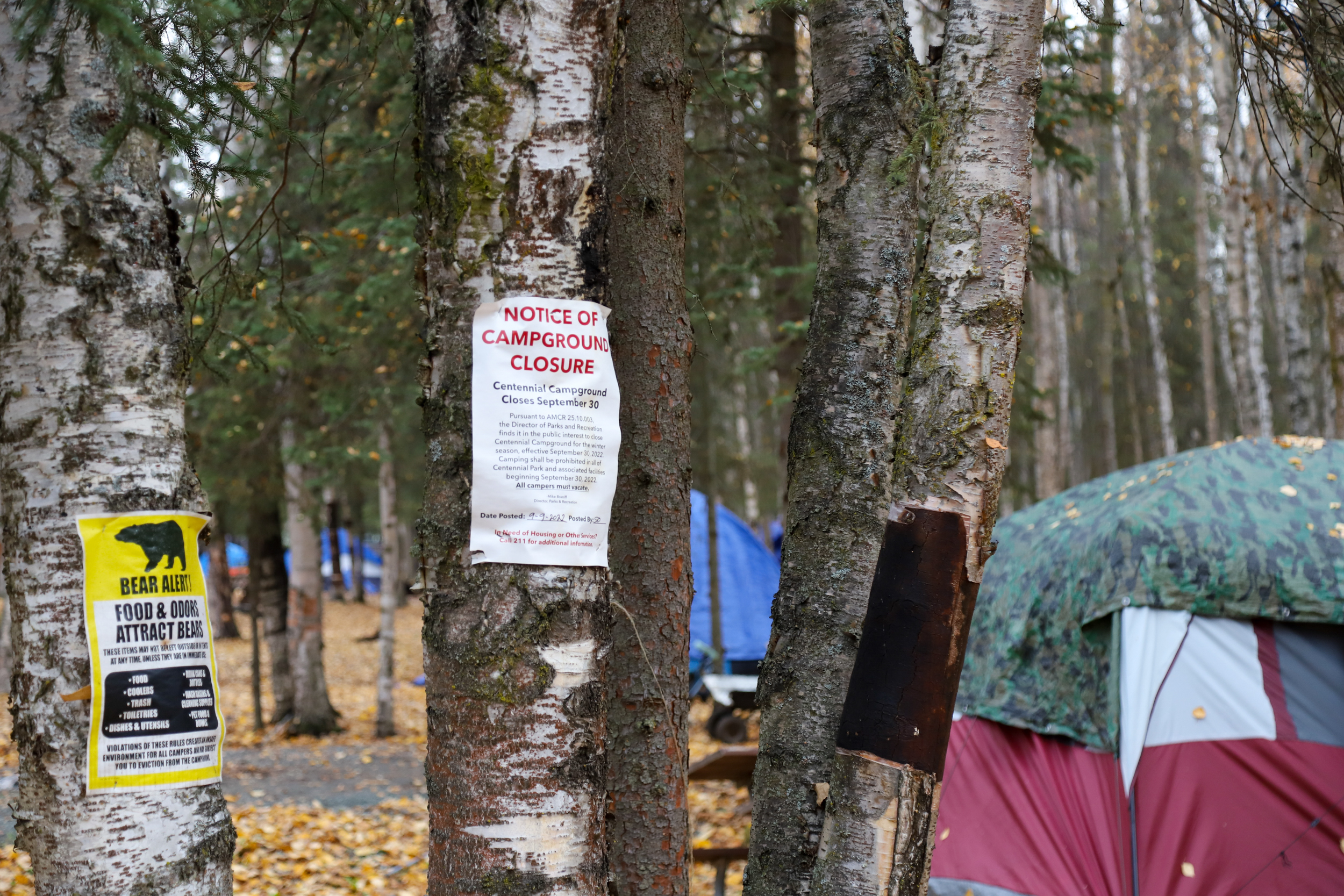 On the trees in the foreground are notices of camp closure and bear warnings. To the right of the trees is a red tent under a camouflage covering.