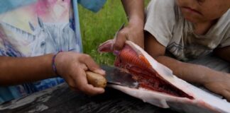Closeup of a child using an ulu to clean a salmon.