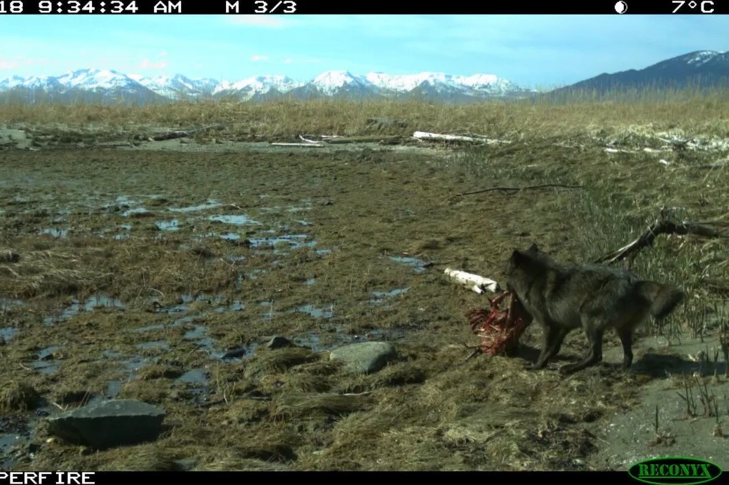a wolf seen on a game camera
