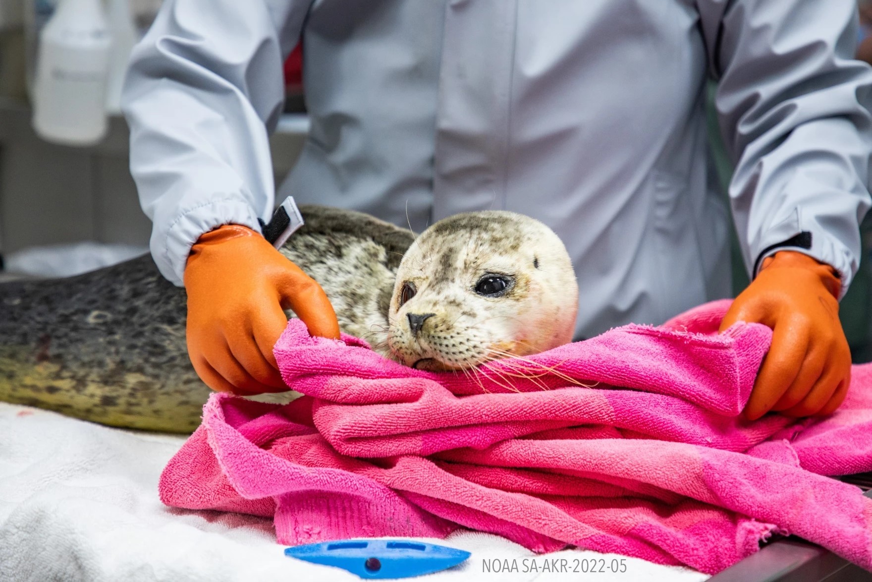 a harbor seal in a blanket