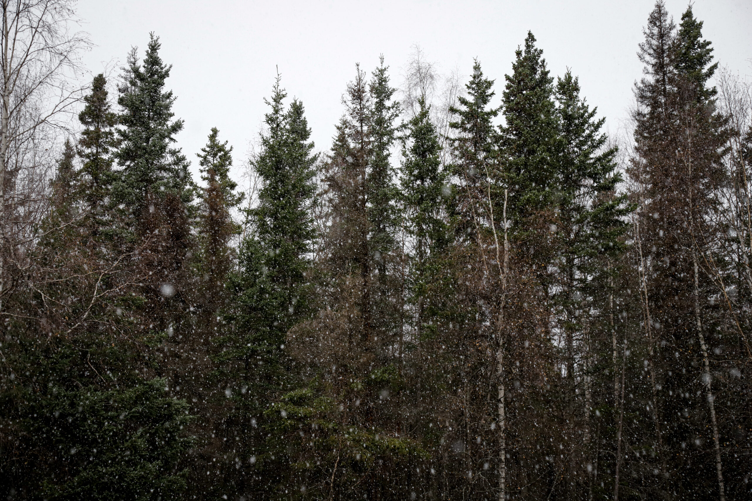 Trees in snowfall.