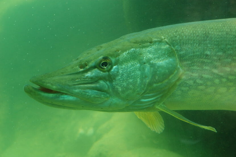 A green-tinted photo of a fish