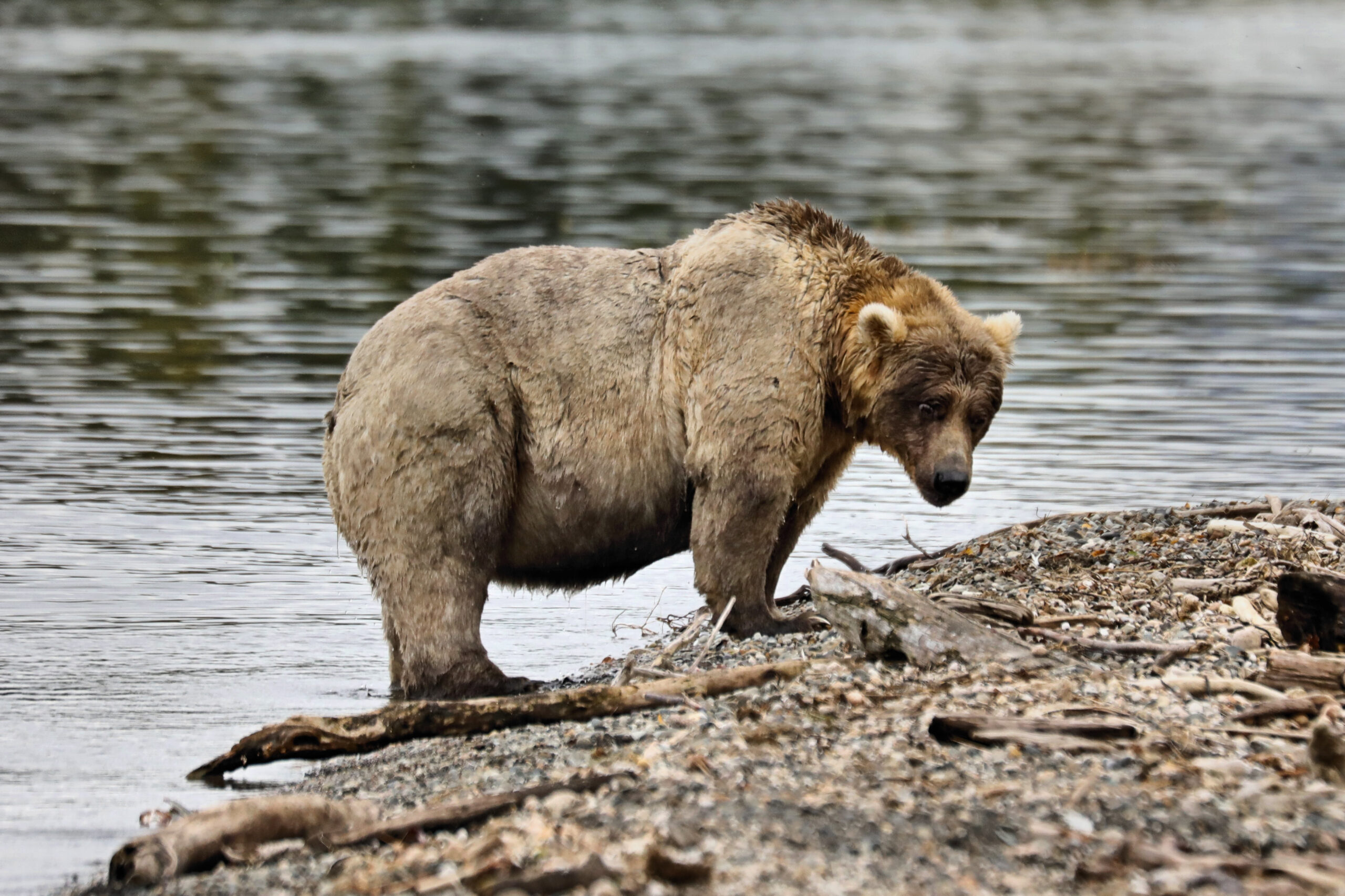 A  big brown bear on a shore