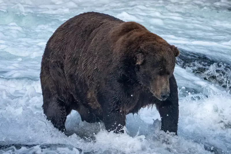 a big brown bear in the water
