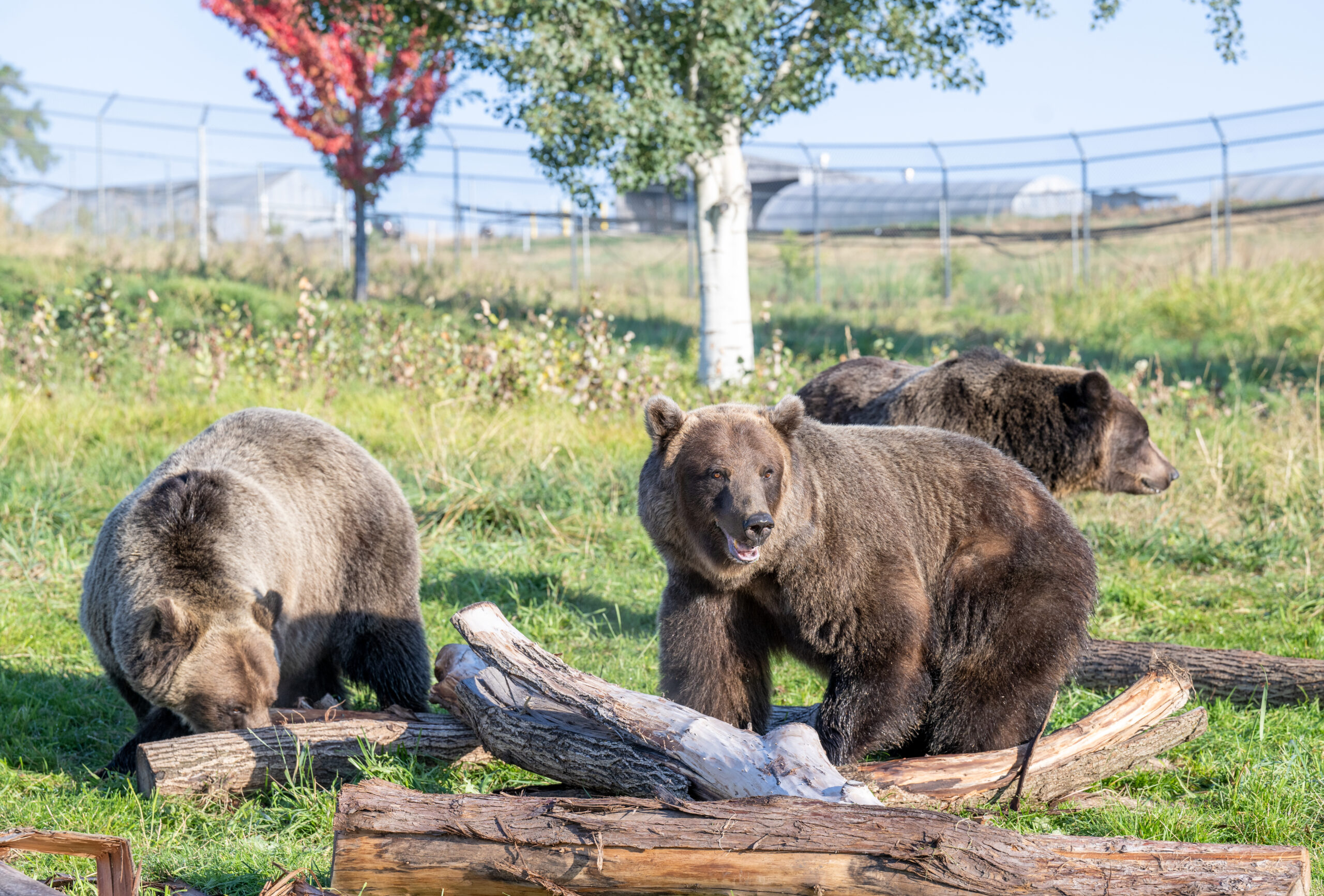 Some Alaska bears spent a lot of time eating berries, so this biologist