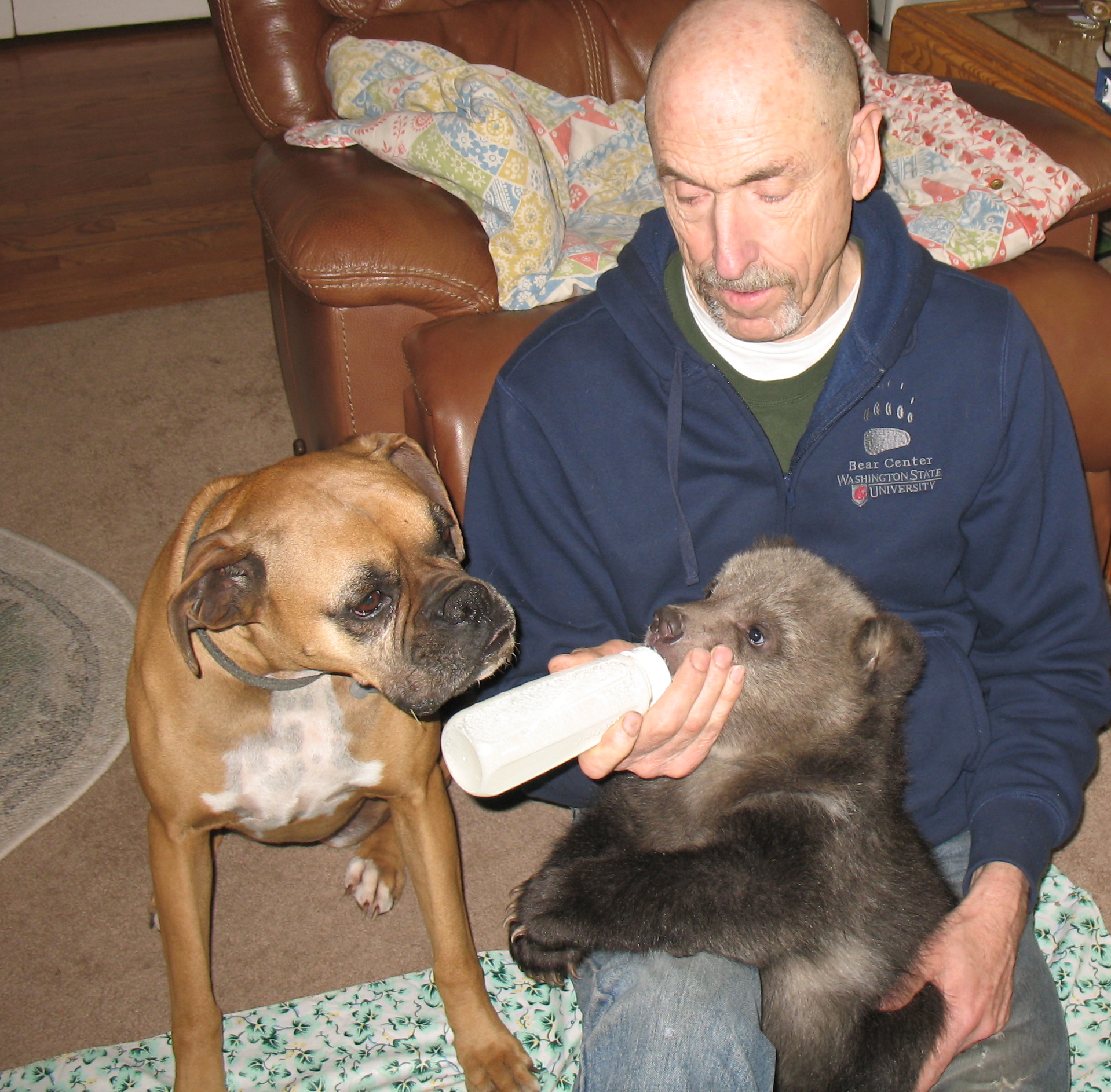A man holds a bottle of milk for a small brown bear cub as a light brown dog looks on.