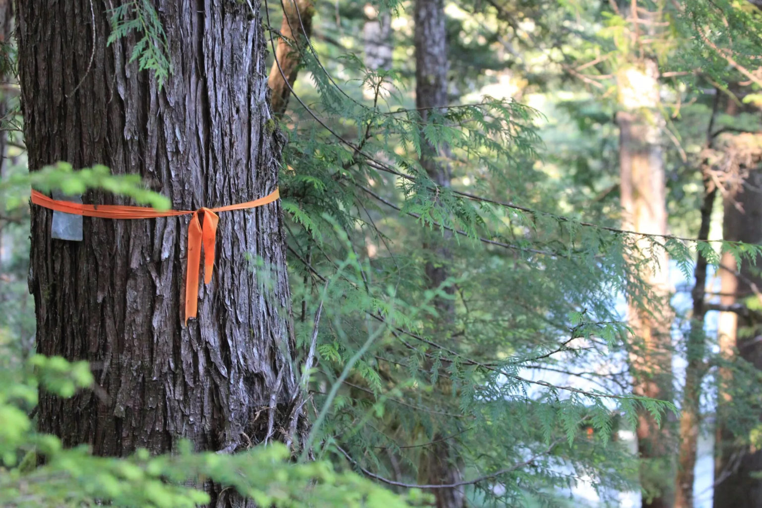 an orange ribbon on a tree in the woods