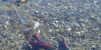 salmon in a stream