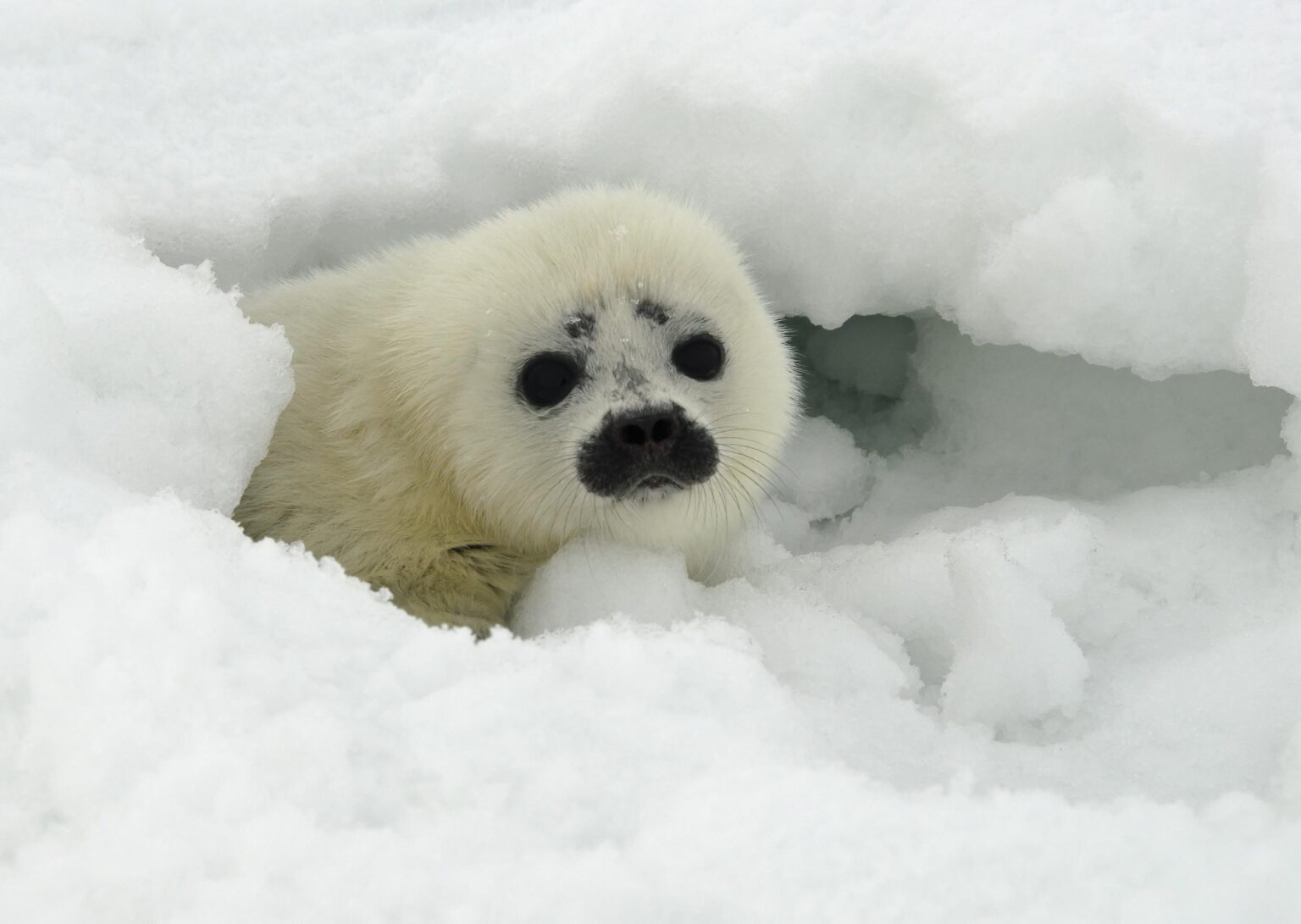 a white seal in the snow
