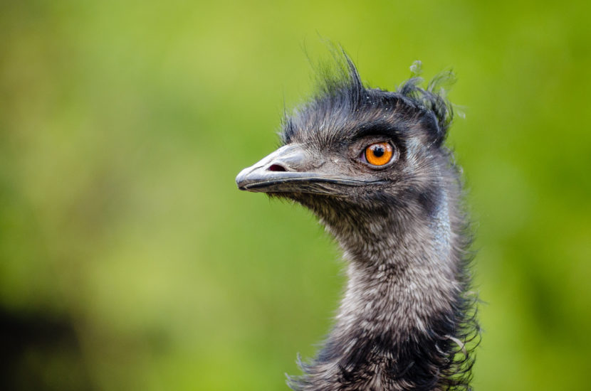 Excellent news, Alaskans: Your emus are authorized now