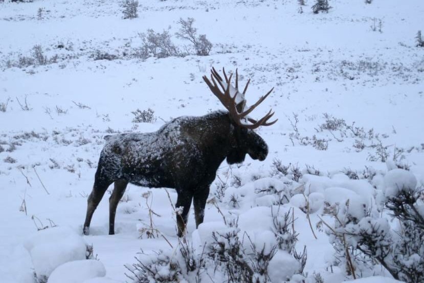 Officials warn against moose-pet encounters on Kenai Peninsula - Alaska  Public Media