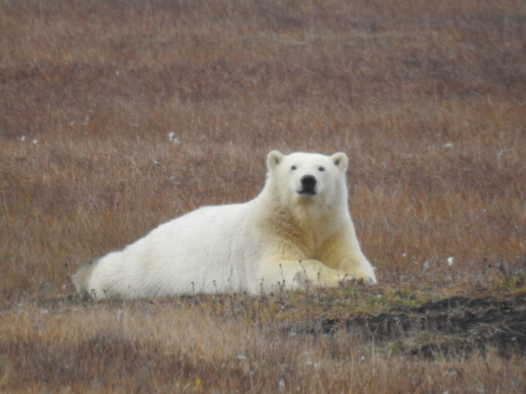 a polar bear