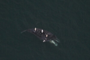a dead whale