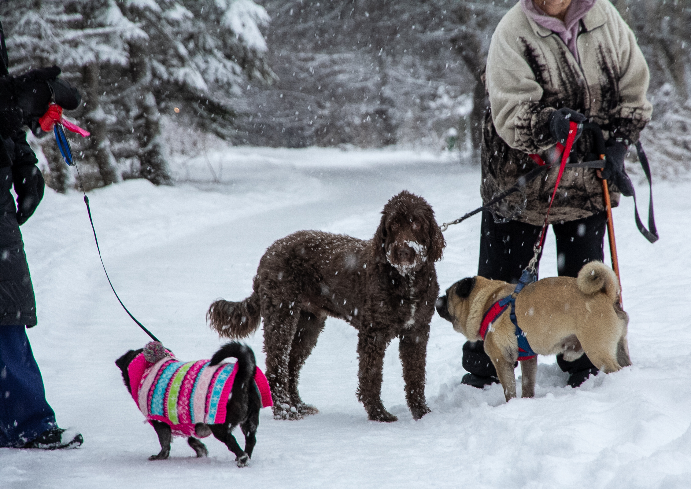 Three dogs on leashes interact as snow falls.