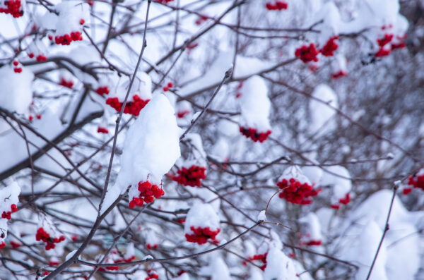 Red crab apples hang from a tree with snow sitting on top.