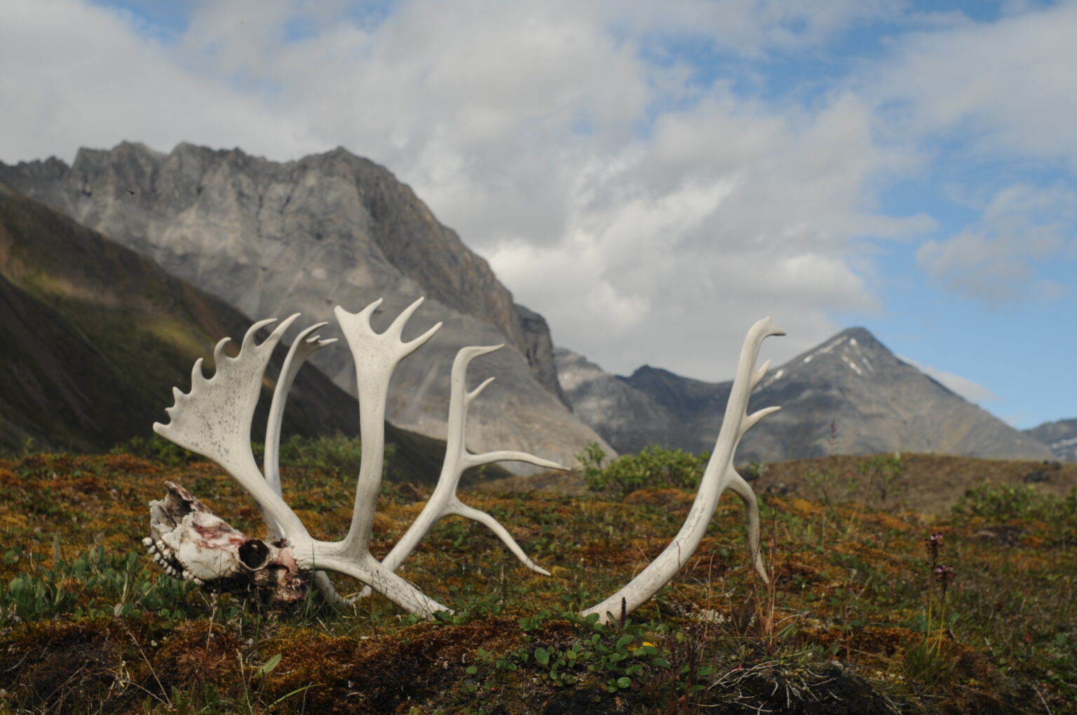 antlers and a skull in the tundra, with mountains in the background