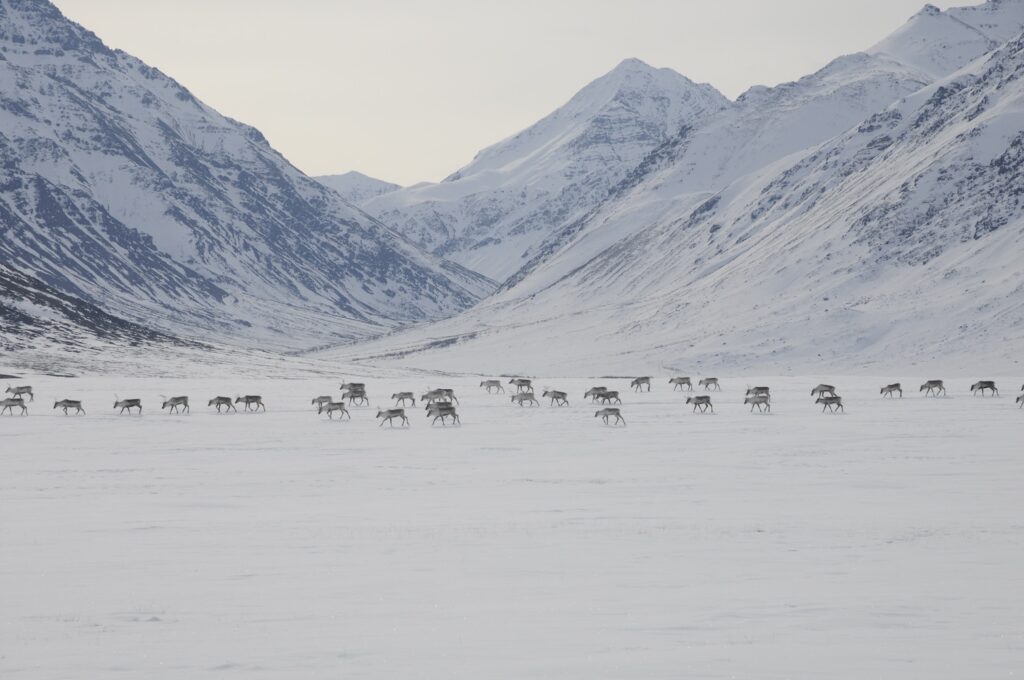caribou walking on the snow, with snowy mountains in the background