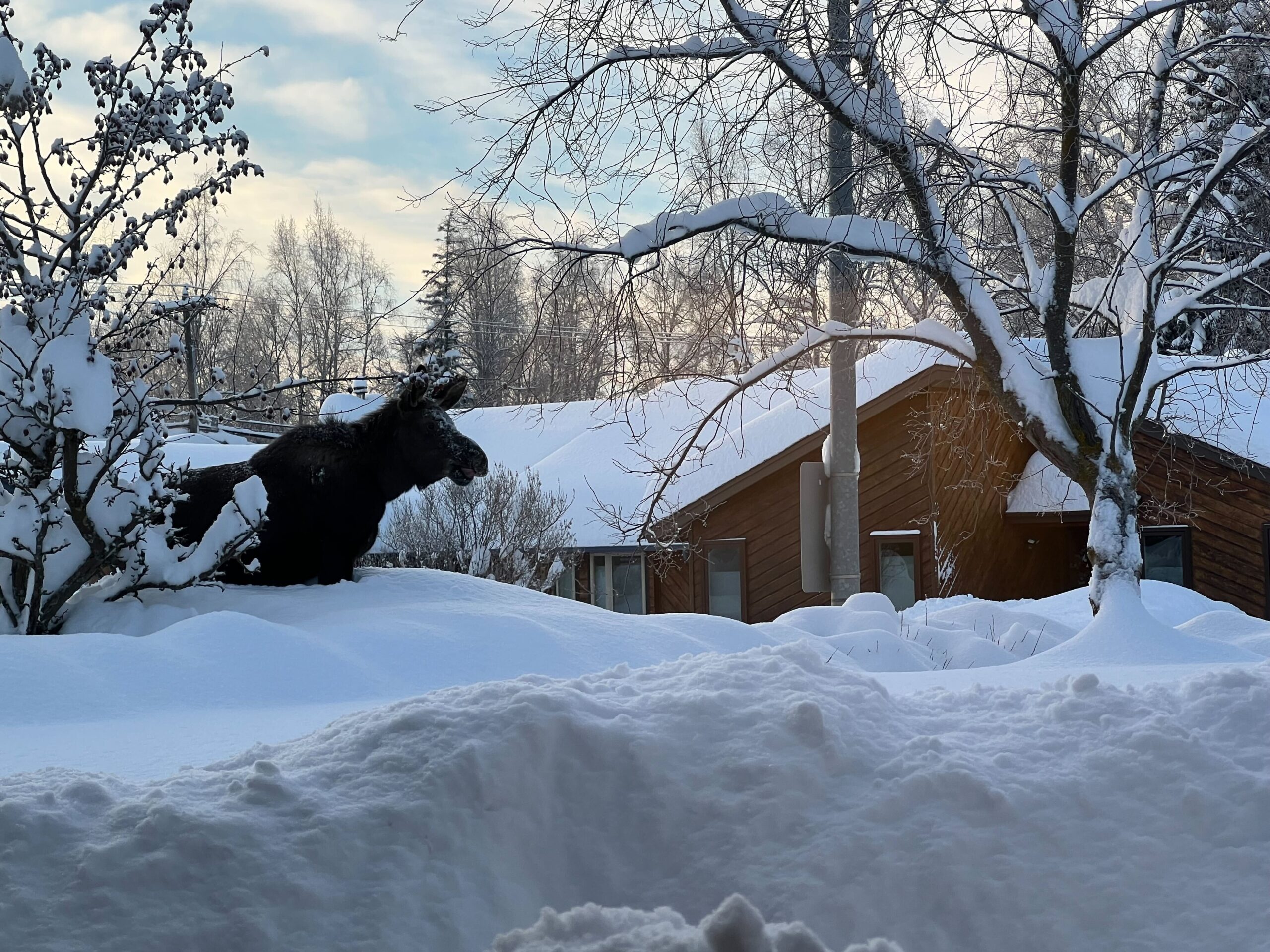 a moose in heavy snow