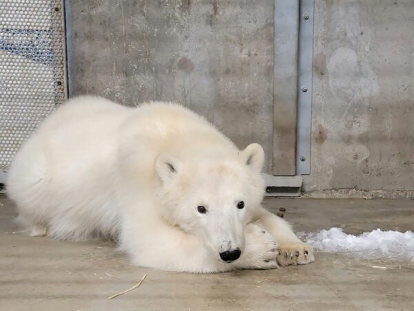 a polar bear cub
