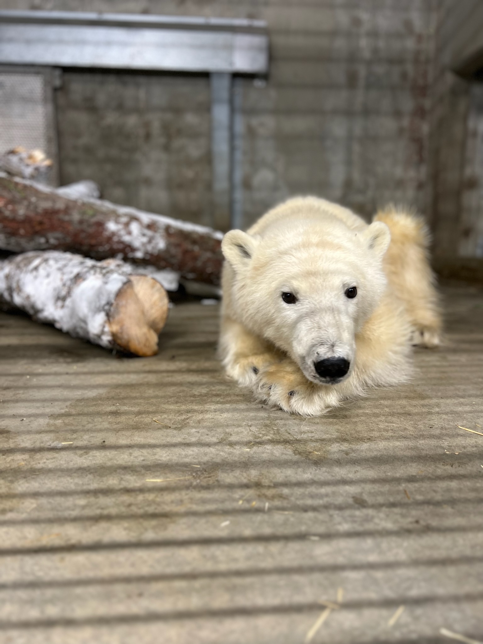 a polar bear cub