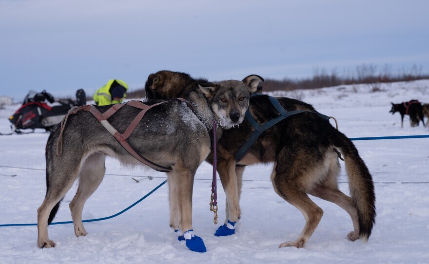 two dogs in harnesses stand next to each other on the snow