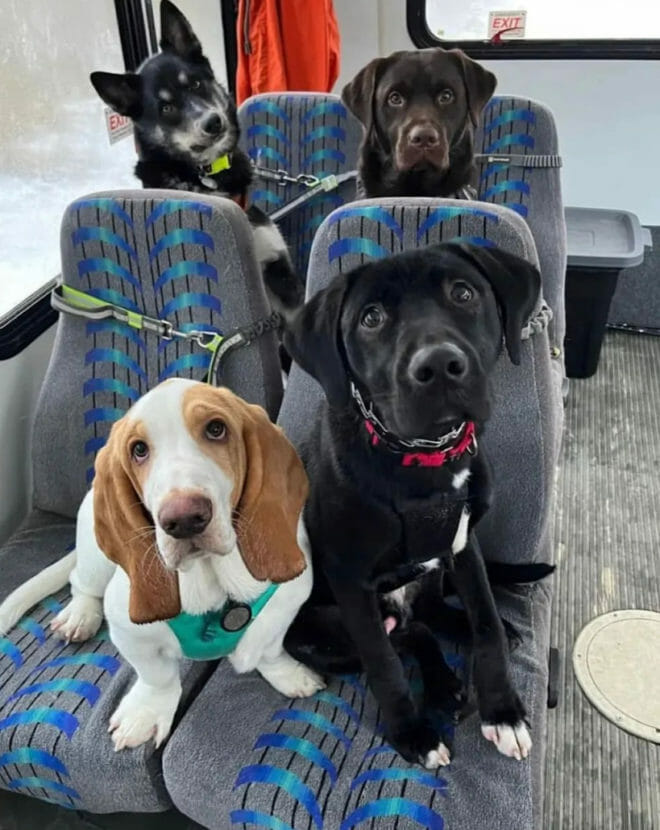 Dogs on a bus