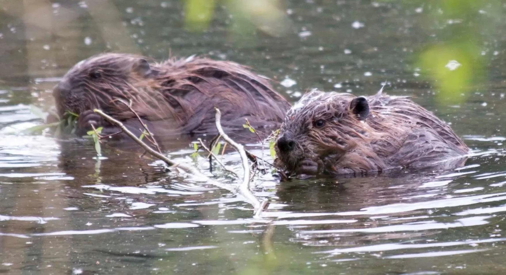 Photos from space show beavers' move to the Arctic as disturbing as  wildfire - Alaska Public Media
