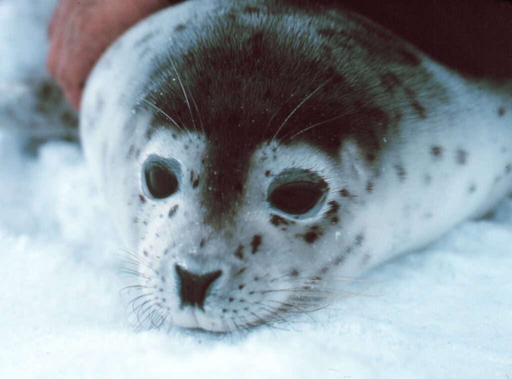 a spotted seal
