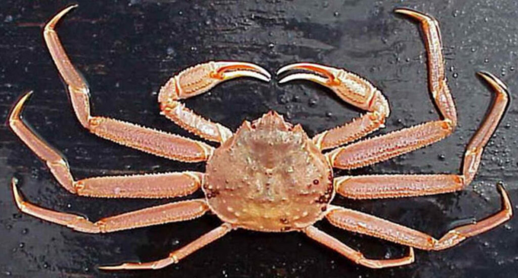 a Tanner crab