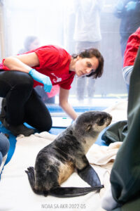 a fur seal pup