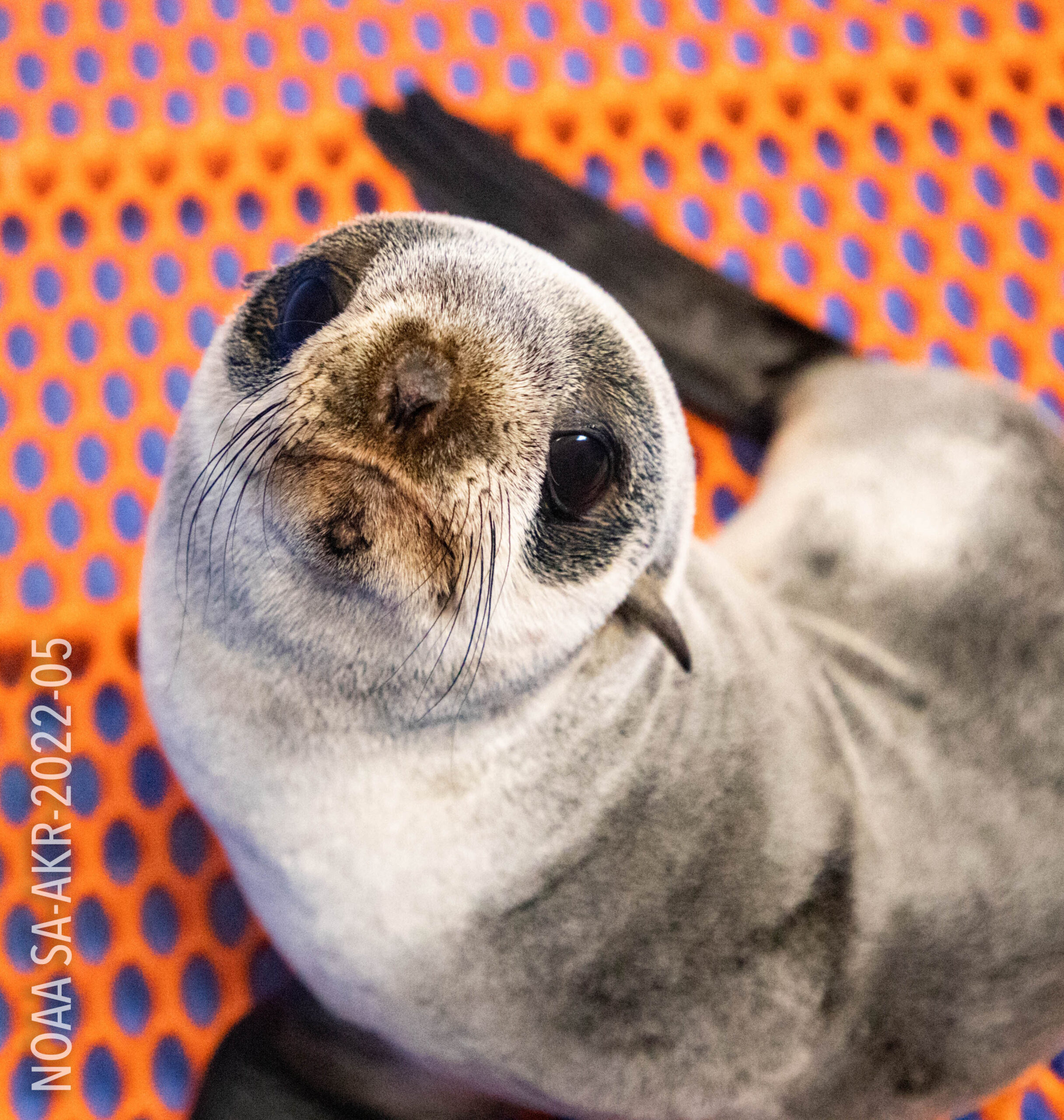 a fur seal pup