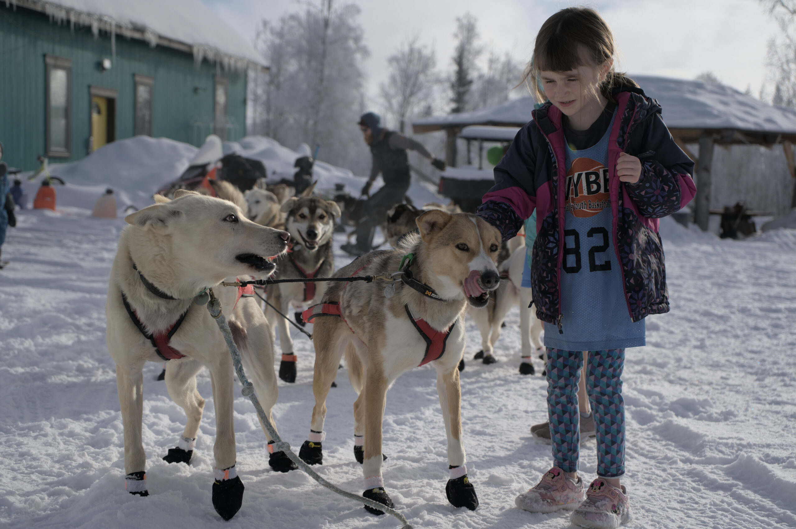 A girl pets a sled dotg that's licking their lips on a gang line in the snow