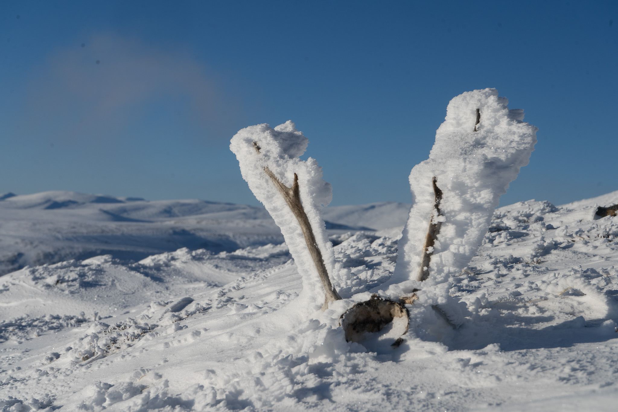A snow-caked caribou rack
