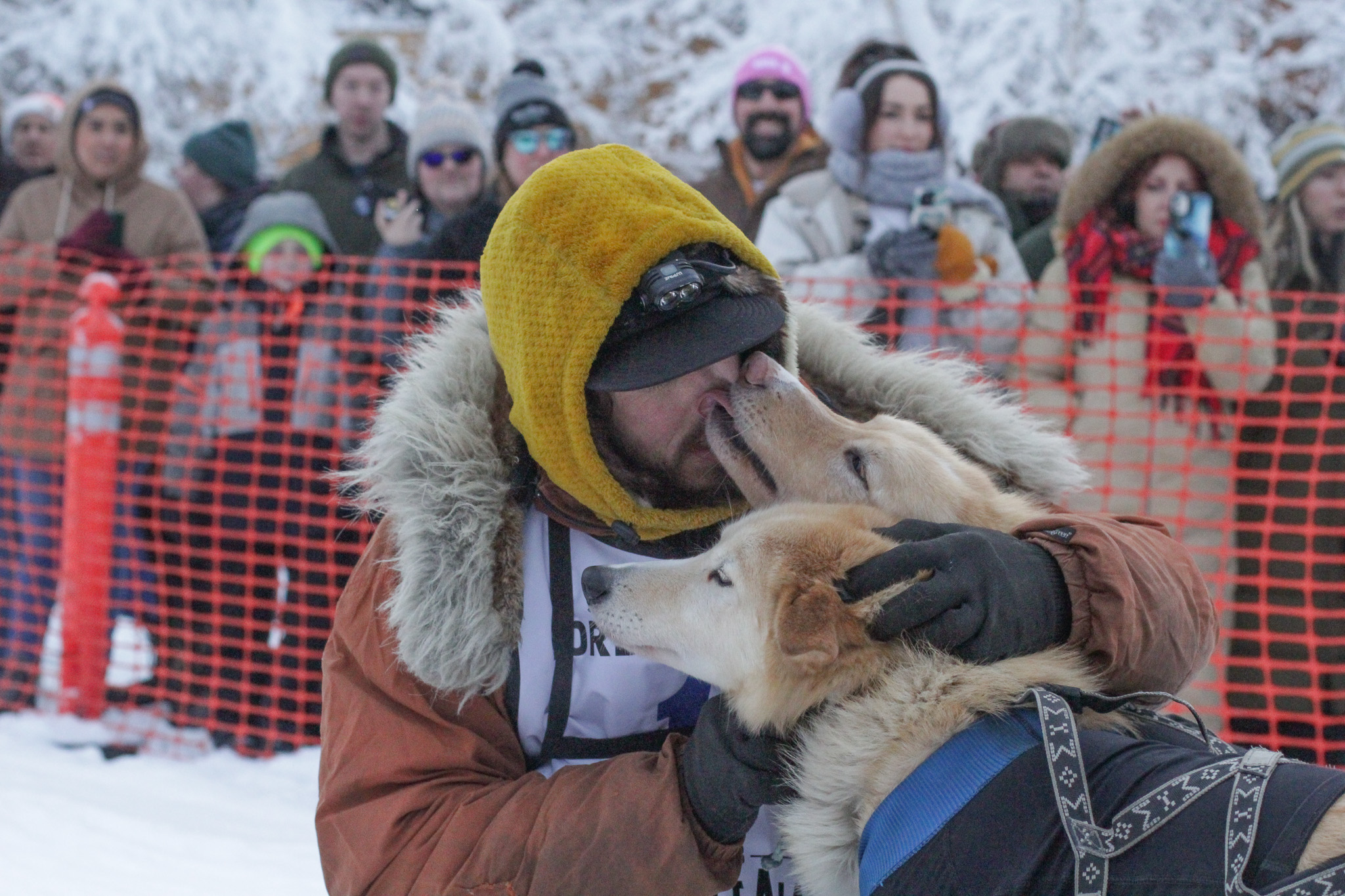 A dog licks a mushers face as a crowd watches from behind some orange plastic encing
