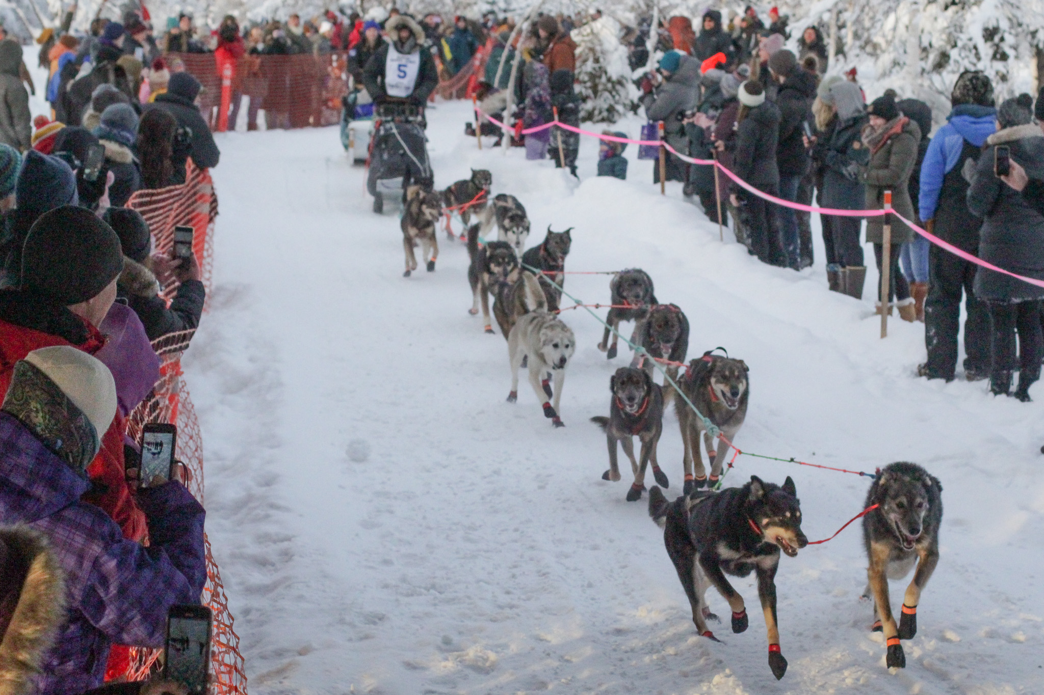 A dog team charges down the chute as crowds watch