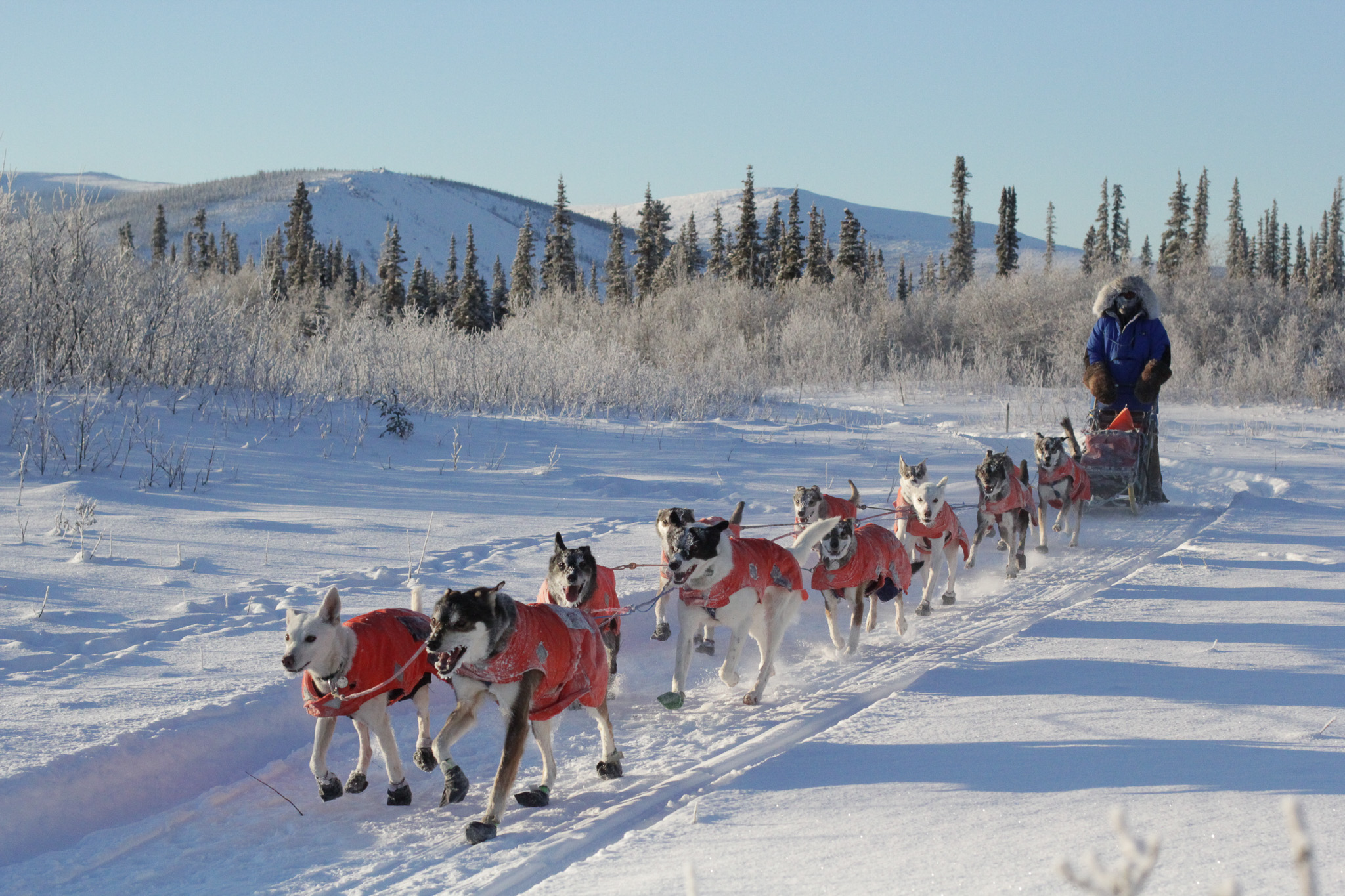 A musher on a trail with mountains behind