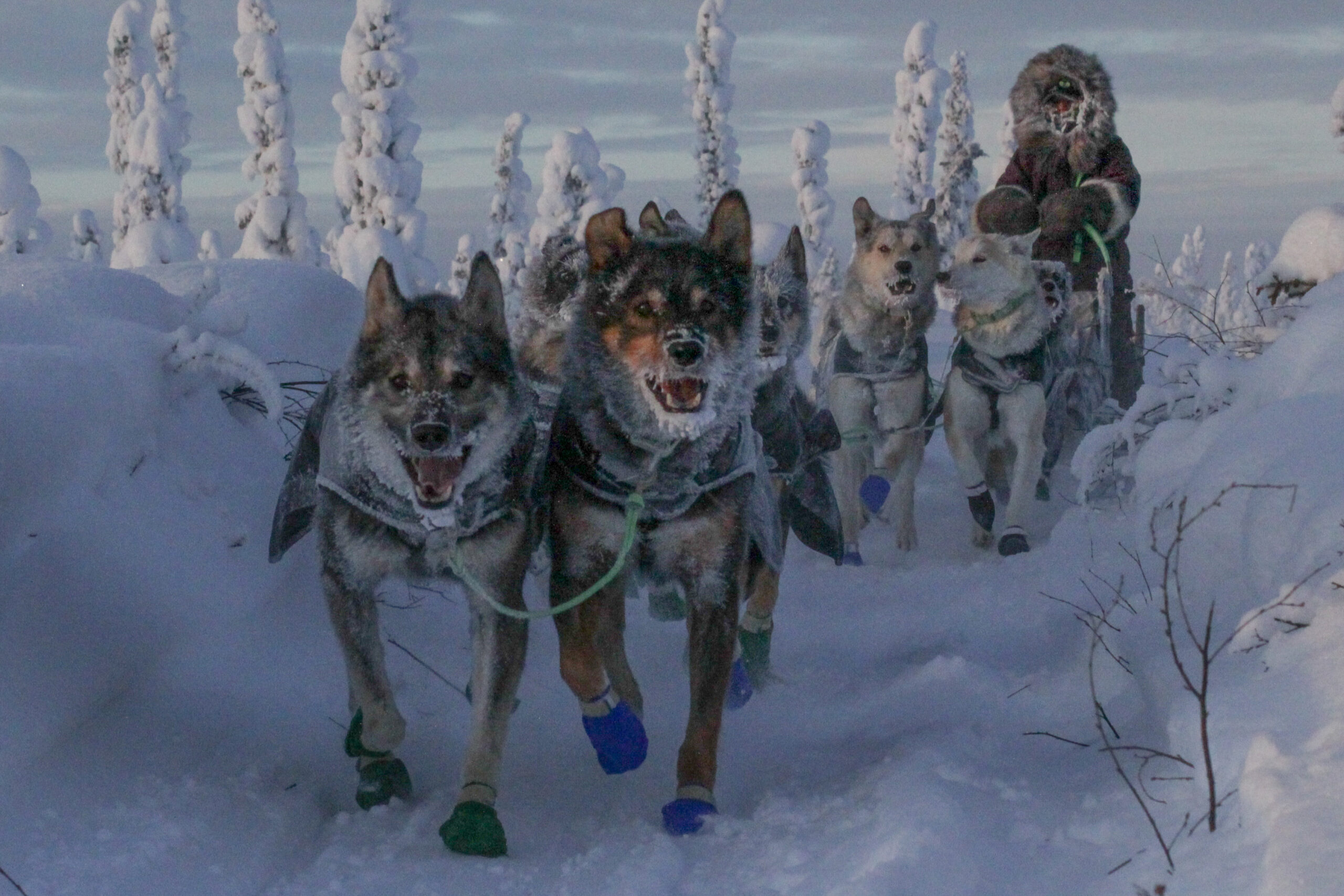 A dog team in snow-cakes spruce trees