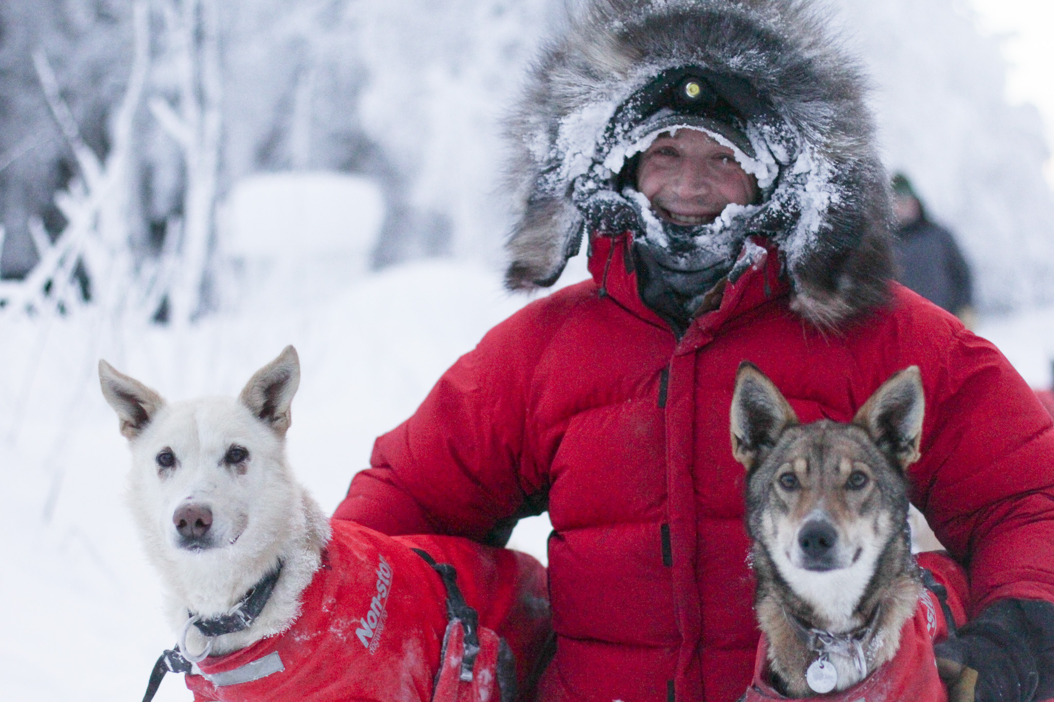 A musher in a red jacket holds two dogs
