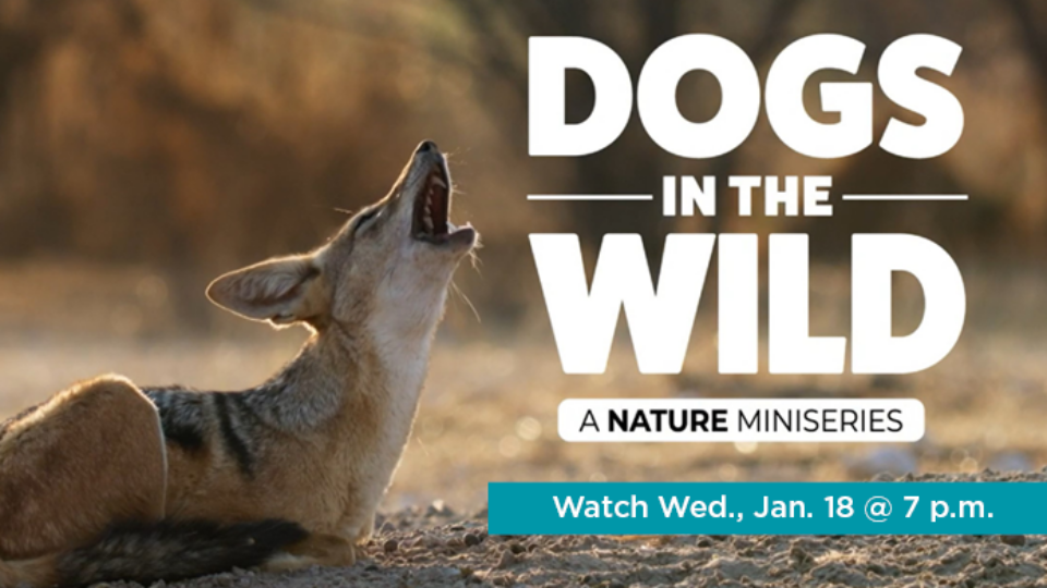 Dogs in the Wild: A Nature Miniseries Watch Wednesday, January 18 at 7 p.m.